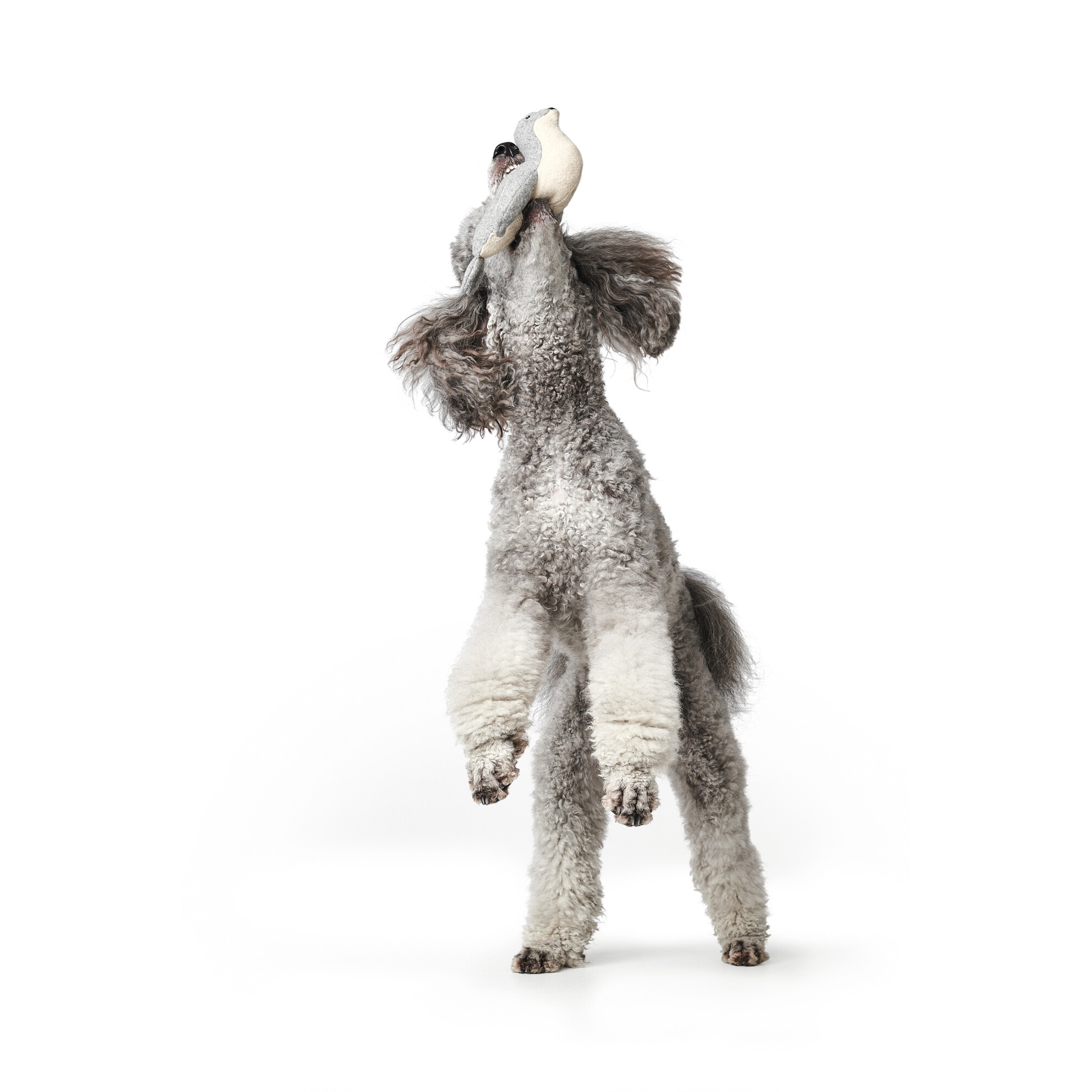 Hunter | Skagen | Hundespielzeug | Wolle | Polyester | Spaß | Langlebig | Freude