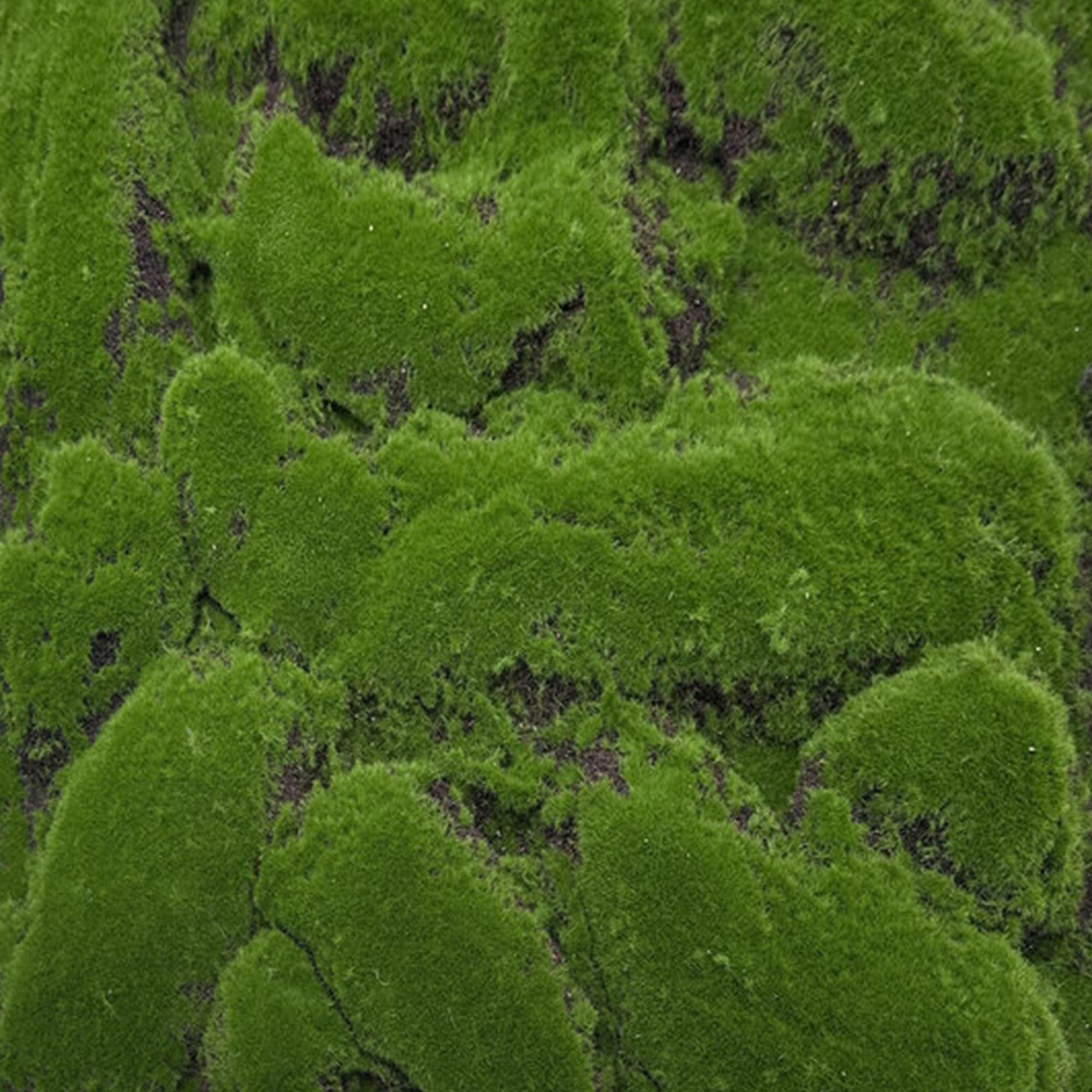 A.S. Creation Modular Wall Wandpaneel 520 x 520 x 26 mm Forest Green Big Bulk Design Moos