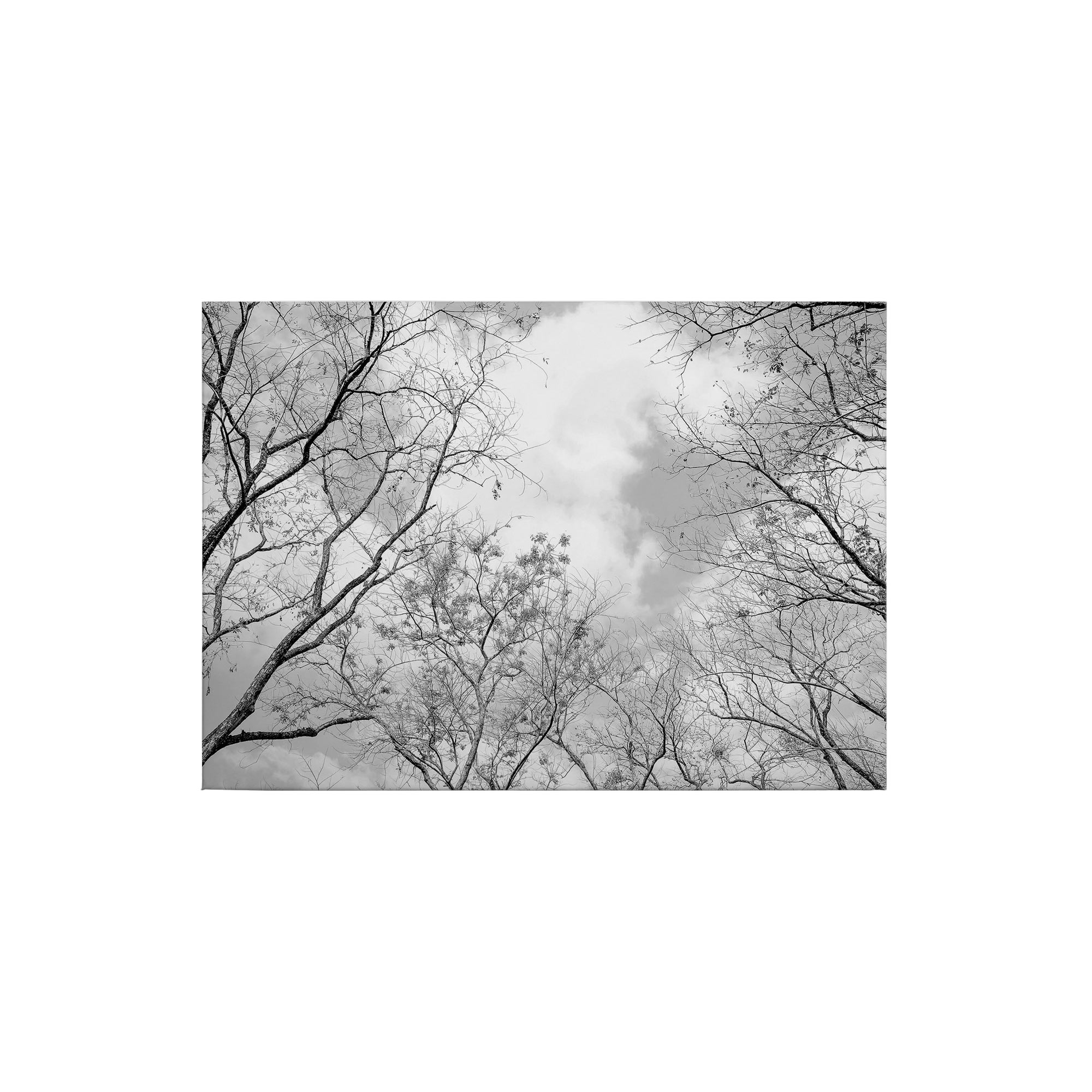 Tadessi Leinwandbild Laubwald - 50 x 70 cm - M1-No.50261 - Keilrahmen in Weiß Schwarz