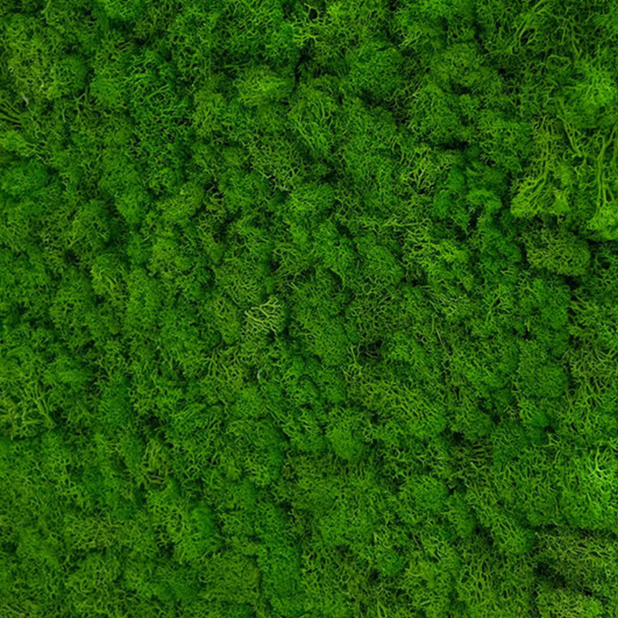 A.S. Creation Modular Wall Wandpaneel 520 x 520 x 40 mm Rich Green Moos Echtmoos Pflanzenwand