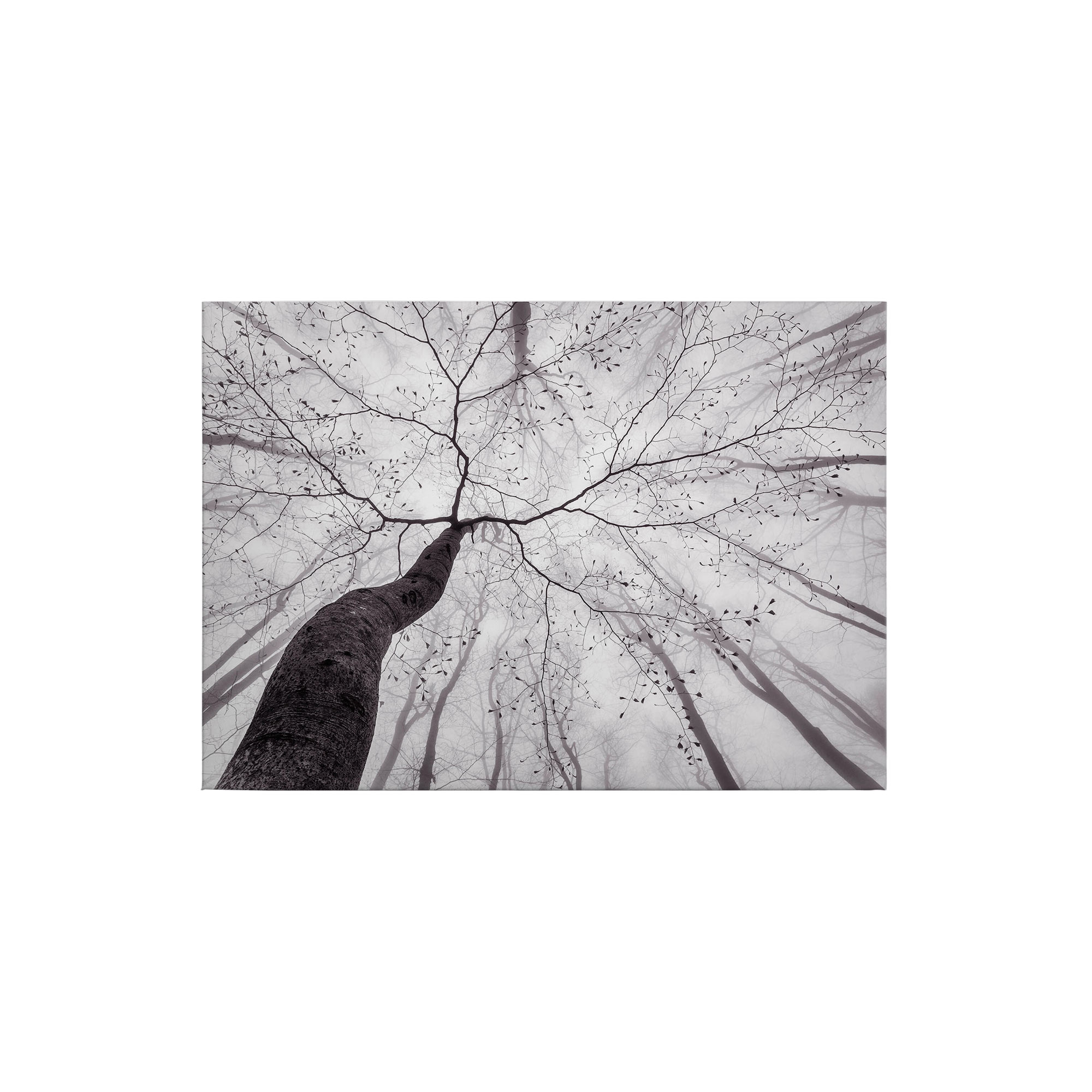 Tadessi Leinwandbild Laubwald - 50 x 70 cm - M1-No.50264 - Keilrahmen in Weiß Schwarz
