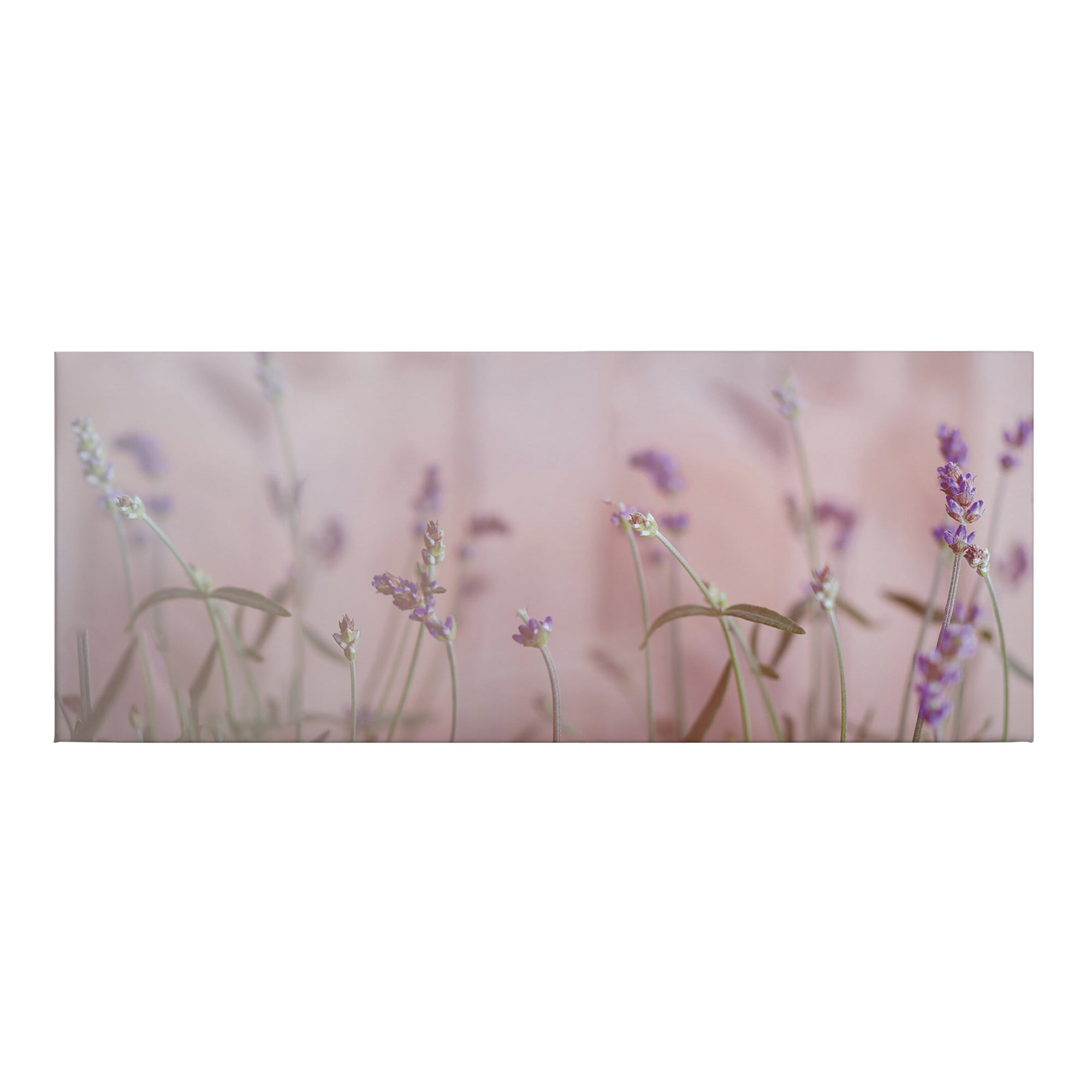 Tadessi Leinwandbild Lavendel - 40 x 100 cm - M1-No.50463 - Keilrahmen in Lila Grau