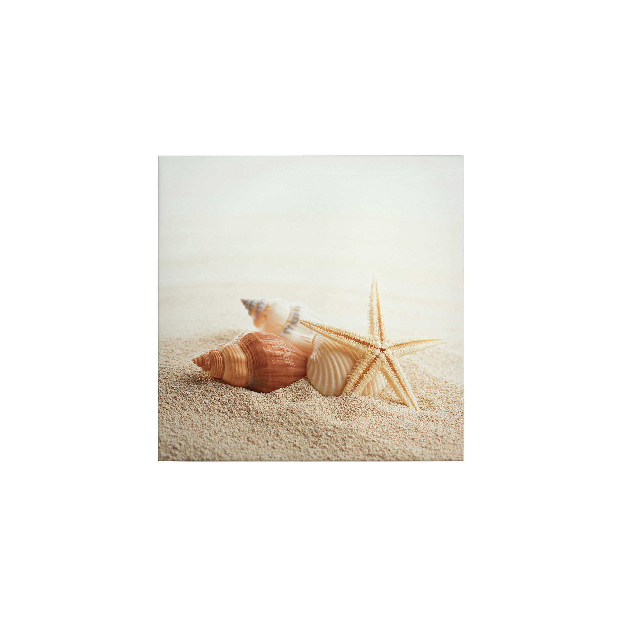 Tadessi Leinwandbild Muscheln und Seestern - 50 x 50 cm - M1-No.50512 - Keilrahmen in Beige