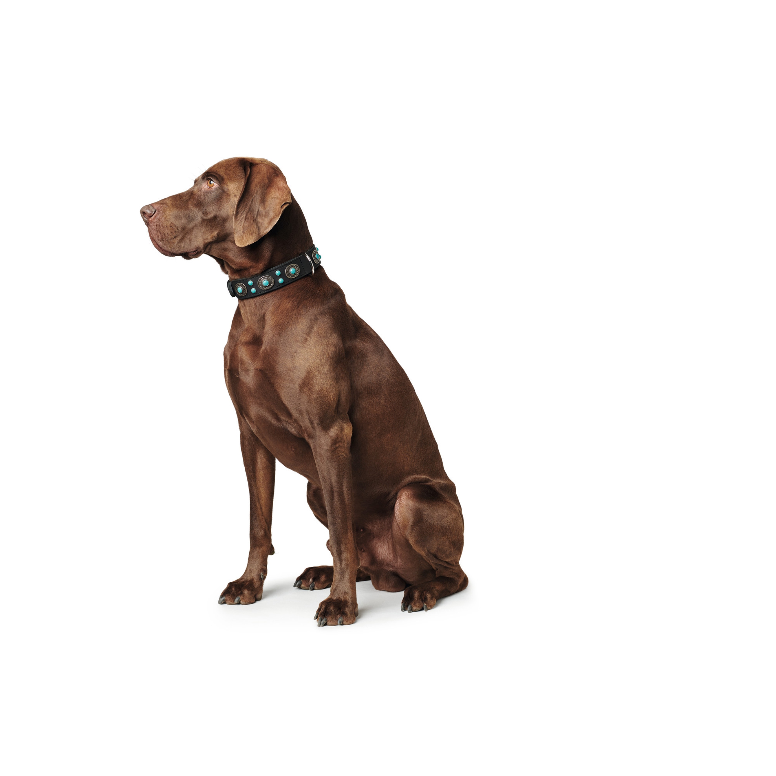 Hunter | Sioux | Halsband | Rindsleder | Komfort | Robust | Pflegeleicht