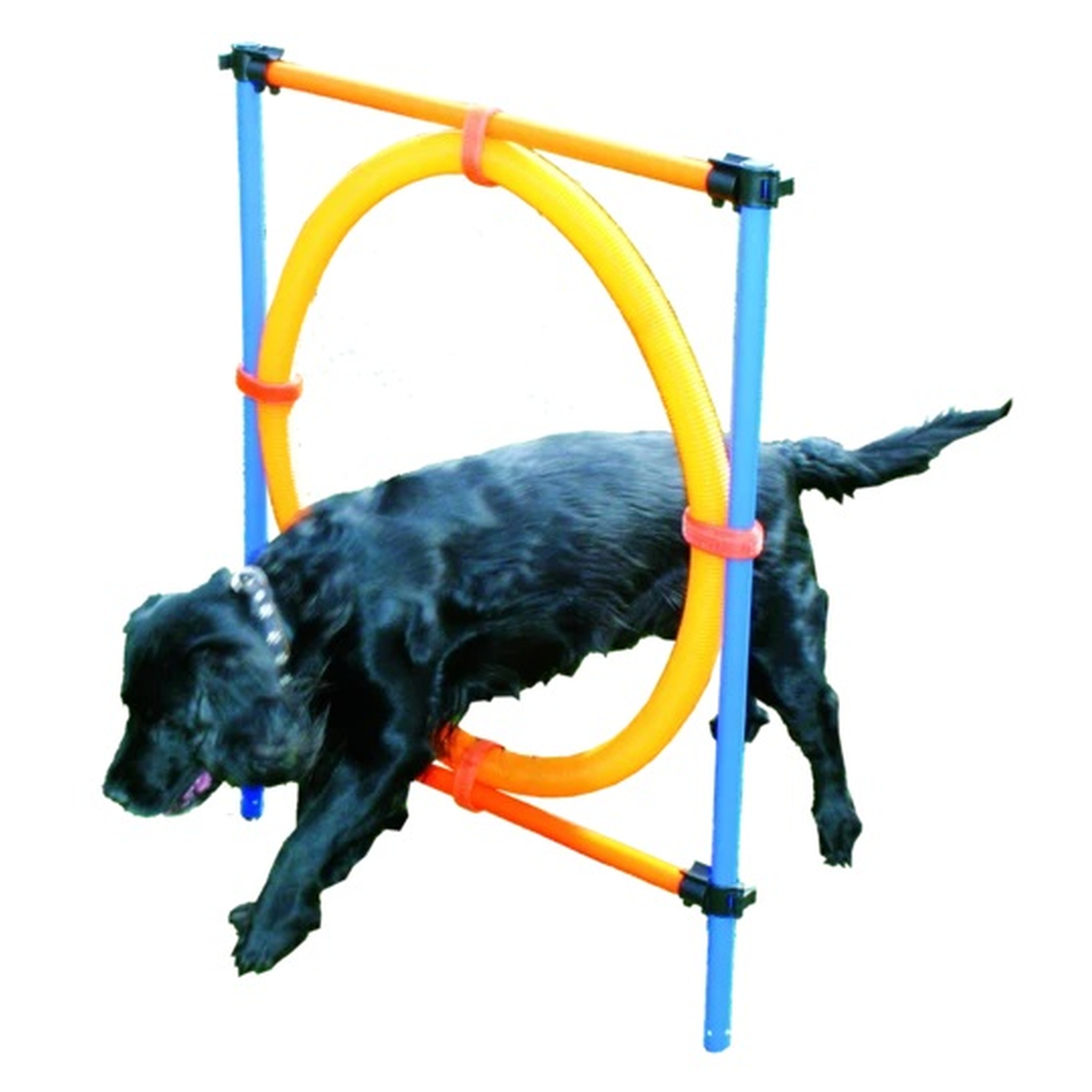 Hundetraining | Agility | Ring | verstellbar | Erziehung | Blau | Orange | Kunststoff | Ring