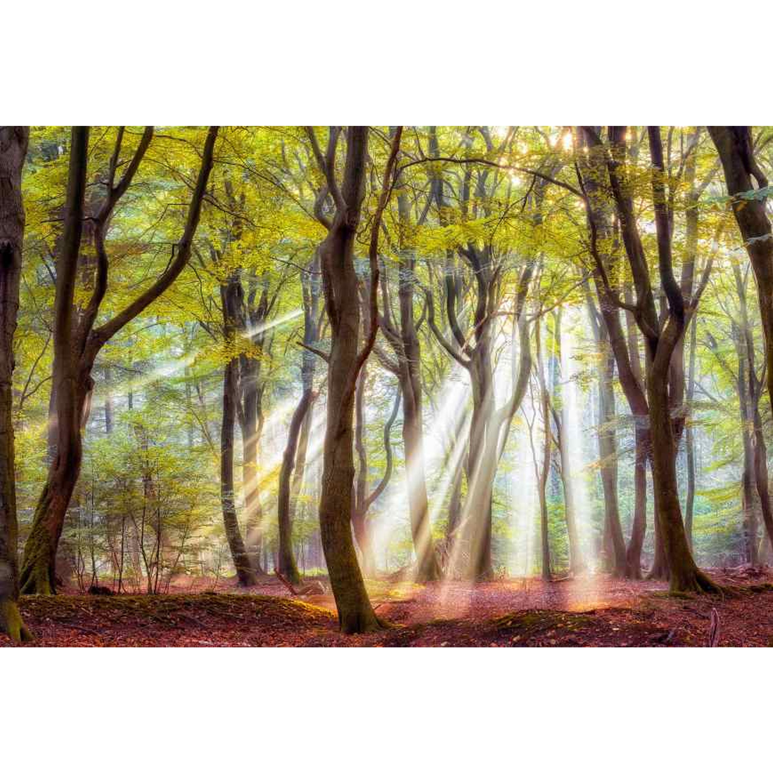 A.S. Creation | AP Digital 4 | DD109295 | Fototapete | Vlies | Versch. Größen | Wald & Pflanzen