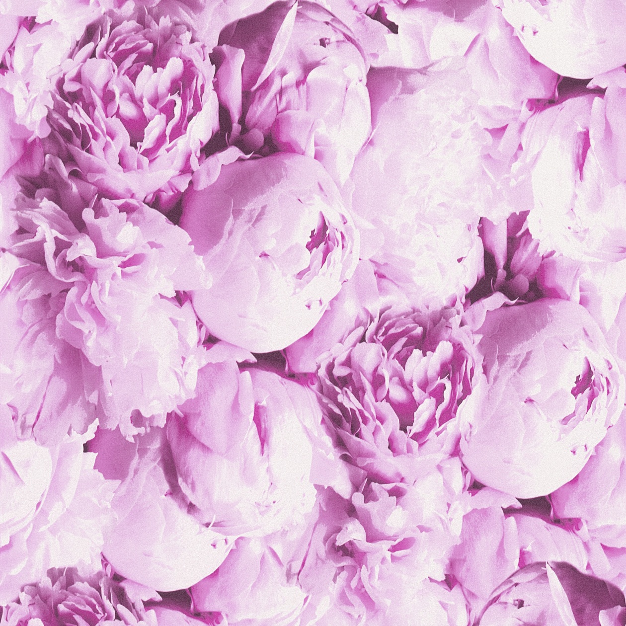 A.S. Creation | Neue Bude 2.0 Edition 2 | 373981 | Vliestapete | Blumenoptik | 0.53 x 10.05 m | Rosa