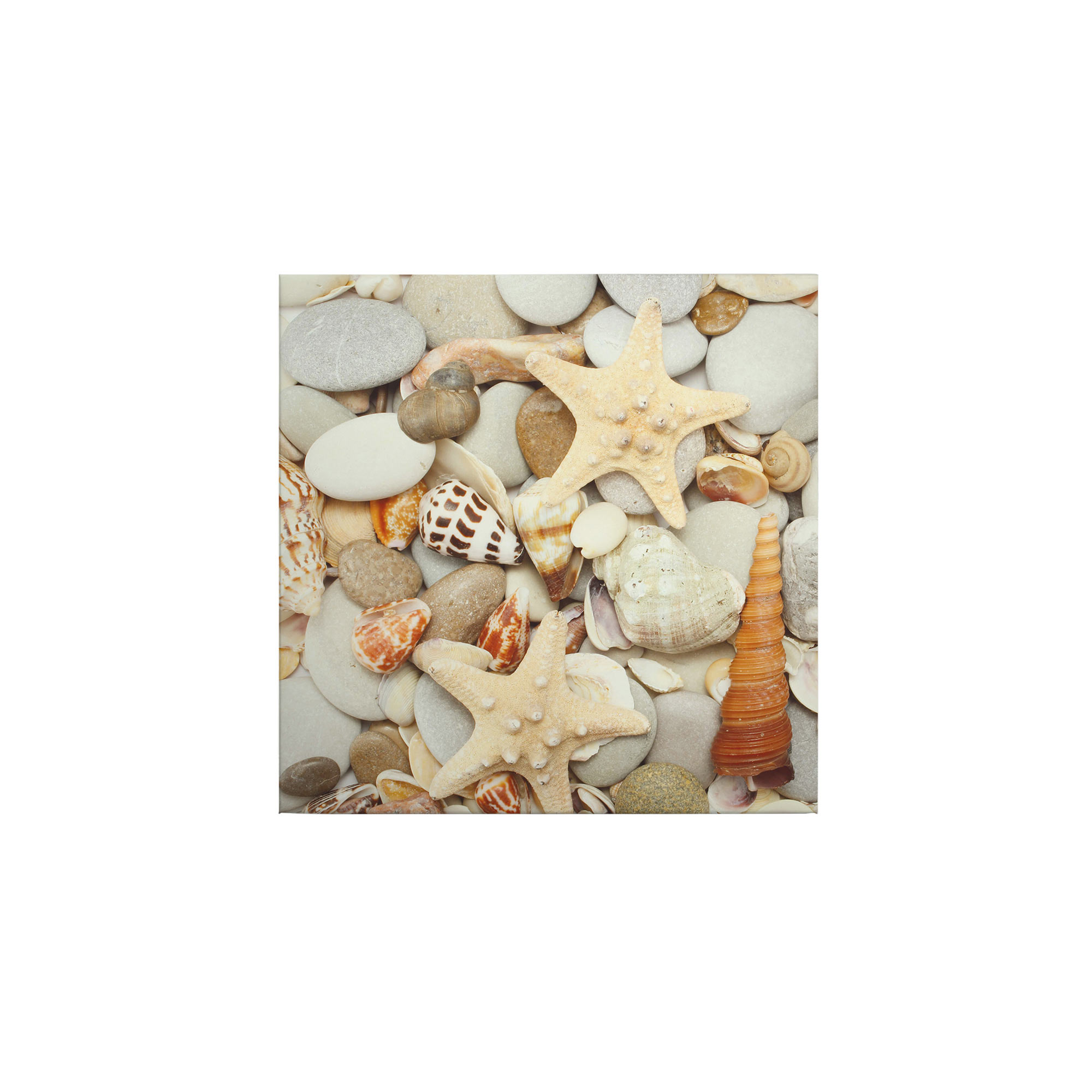 Tadessi Leinwandbild Muscheln Seestern - 50 x 50 cm - M1-No.50515 - Keilrahmen in Beige
