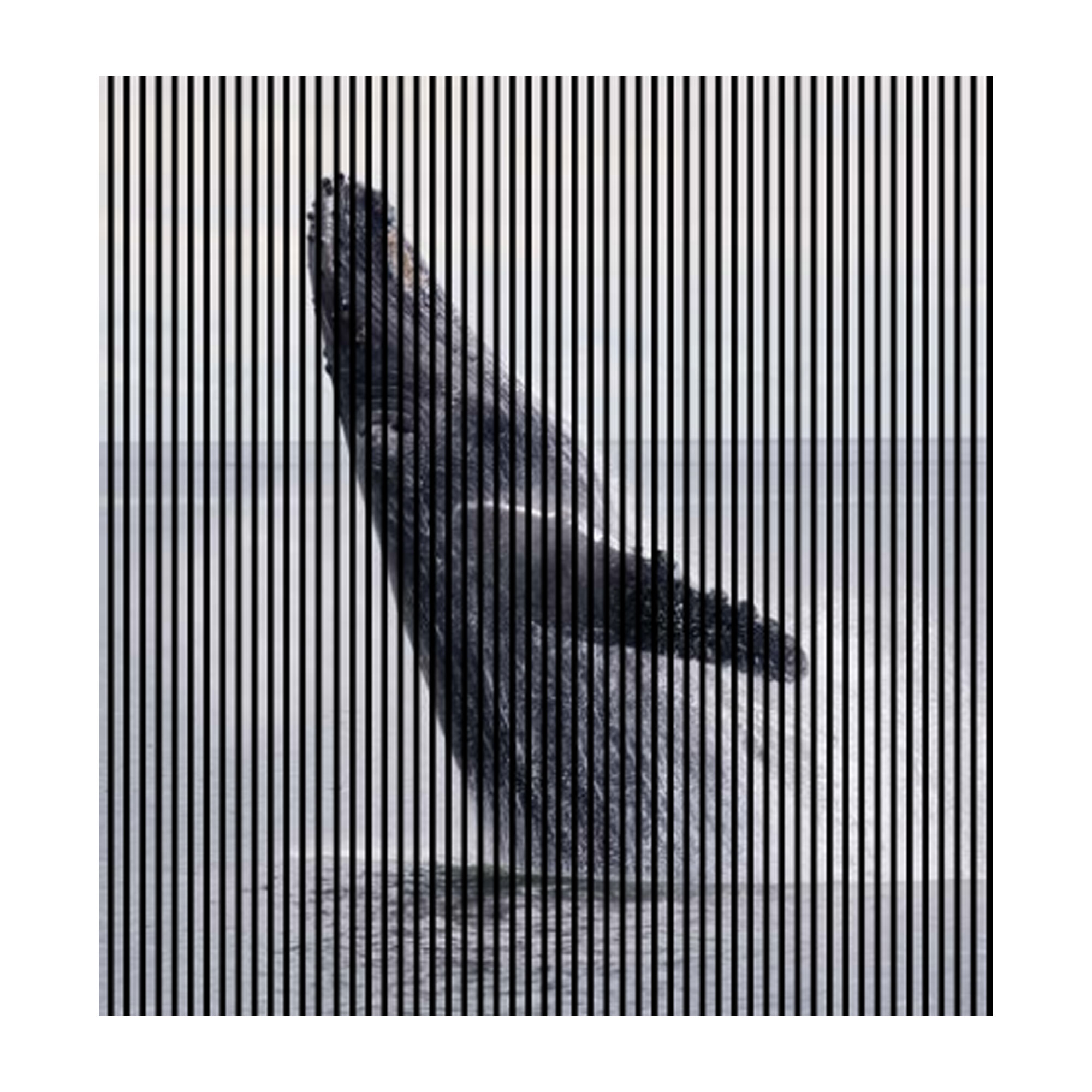 Paneles acústicos con impresión digital de ballenas y el mar, paneles de pared grises en varios tamaños.