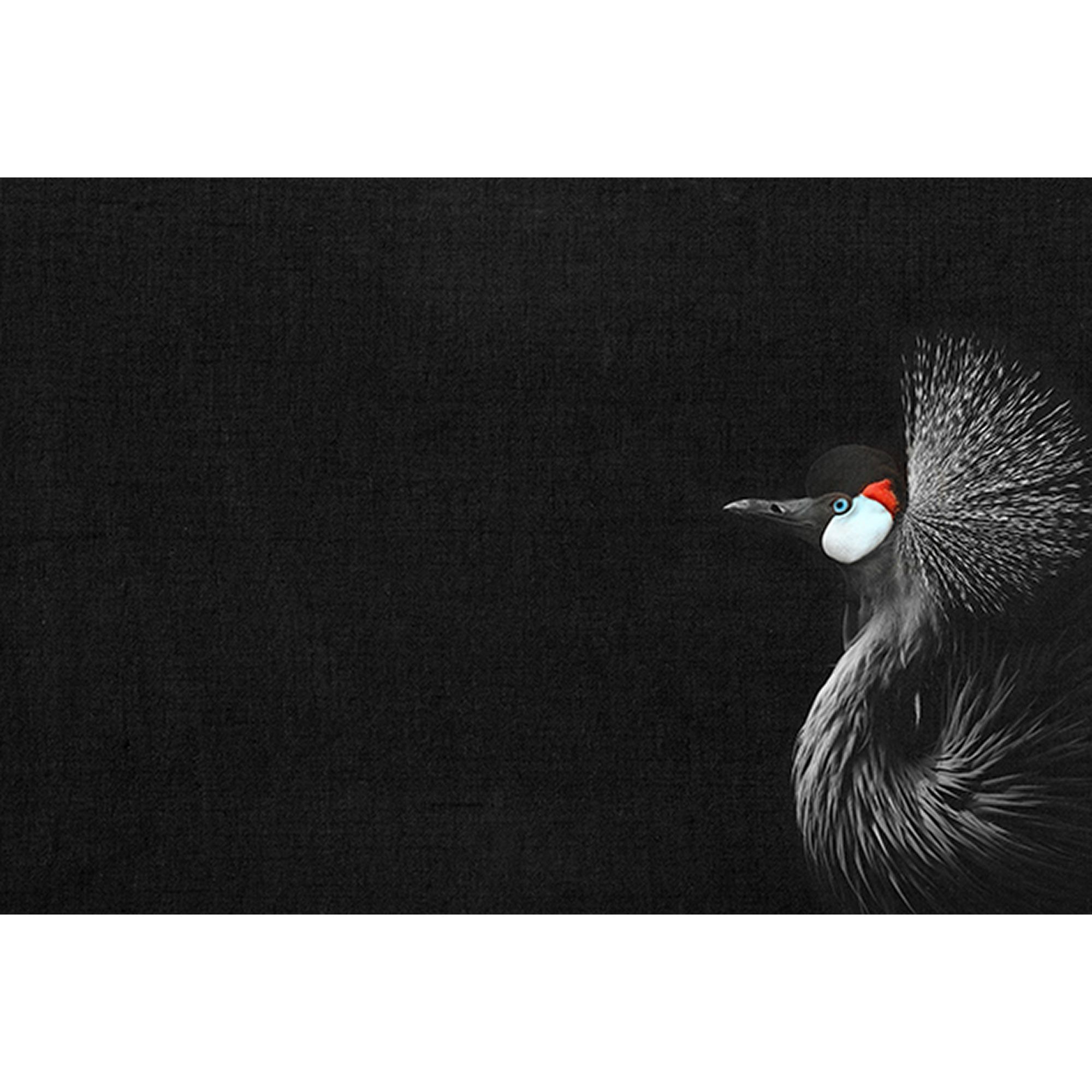 Tadessi Fototapete Vögel M1-No.61022 Digitaldruck Tapete Schwarz Weiß - Tiere Natur