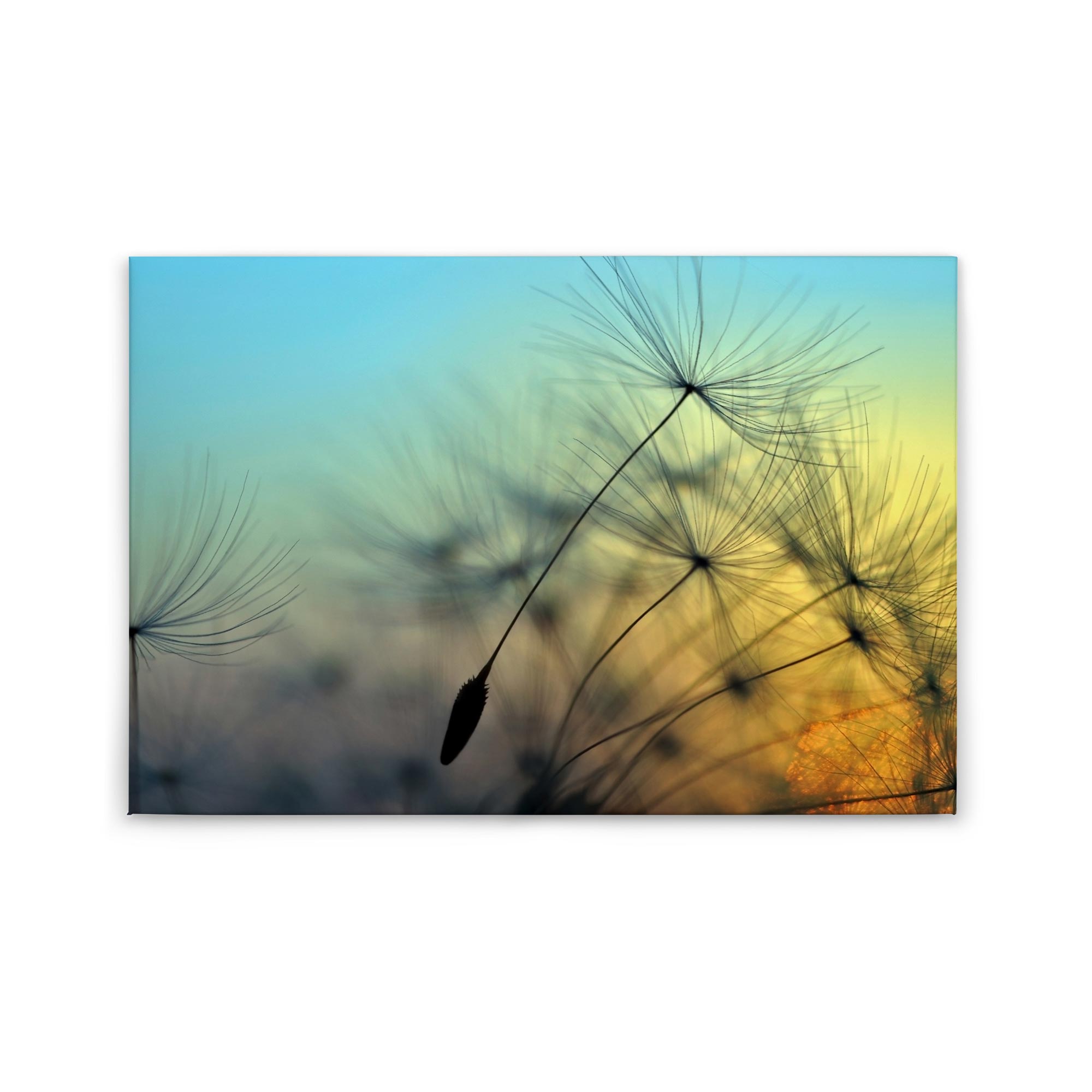 Tadessi Leinwandbild Pusteblume Natur - 60 x 90 cm - M1-No.50031 - Keilrahmen in Gelb Blau