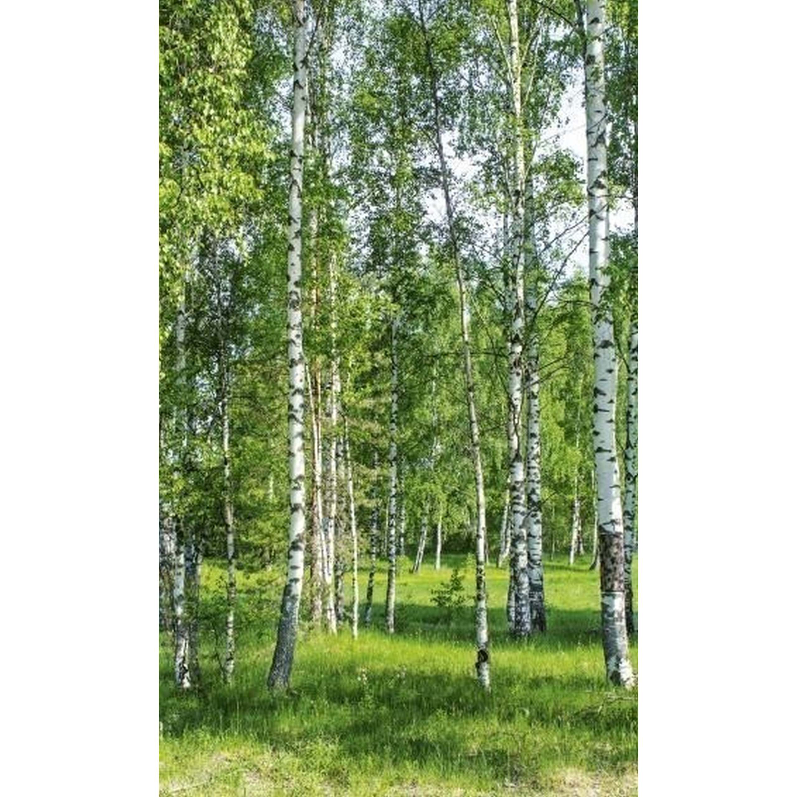 Dimex | Dimex Line | MS-2-0100  | Fototapete | Vlies | Versch. Größen | Wald & Pflanzen | Grün