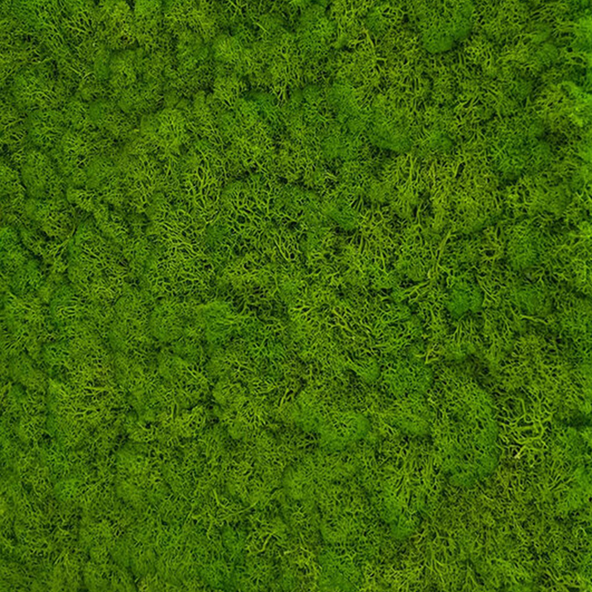 A.S. Creation Modular Wall Wandpaneel 520 x 520 x 40 mm Bright Green Moos Echtmoos Pflanzenwand