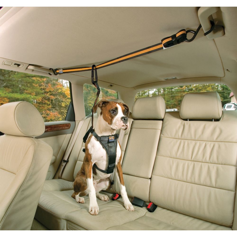 Transport | Hundezubehör | Gurt - Auto Zip Line | Schwarz / Orange