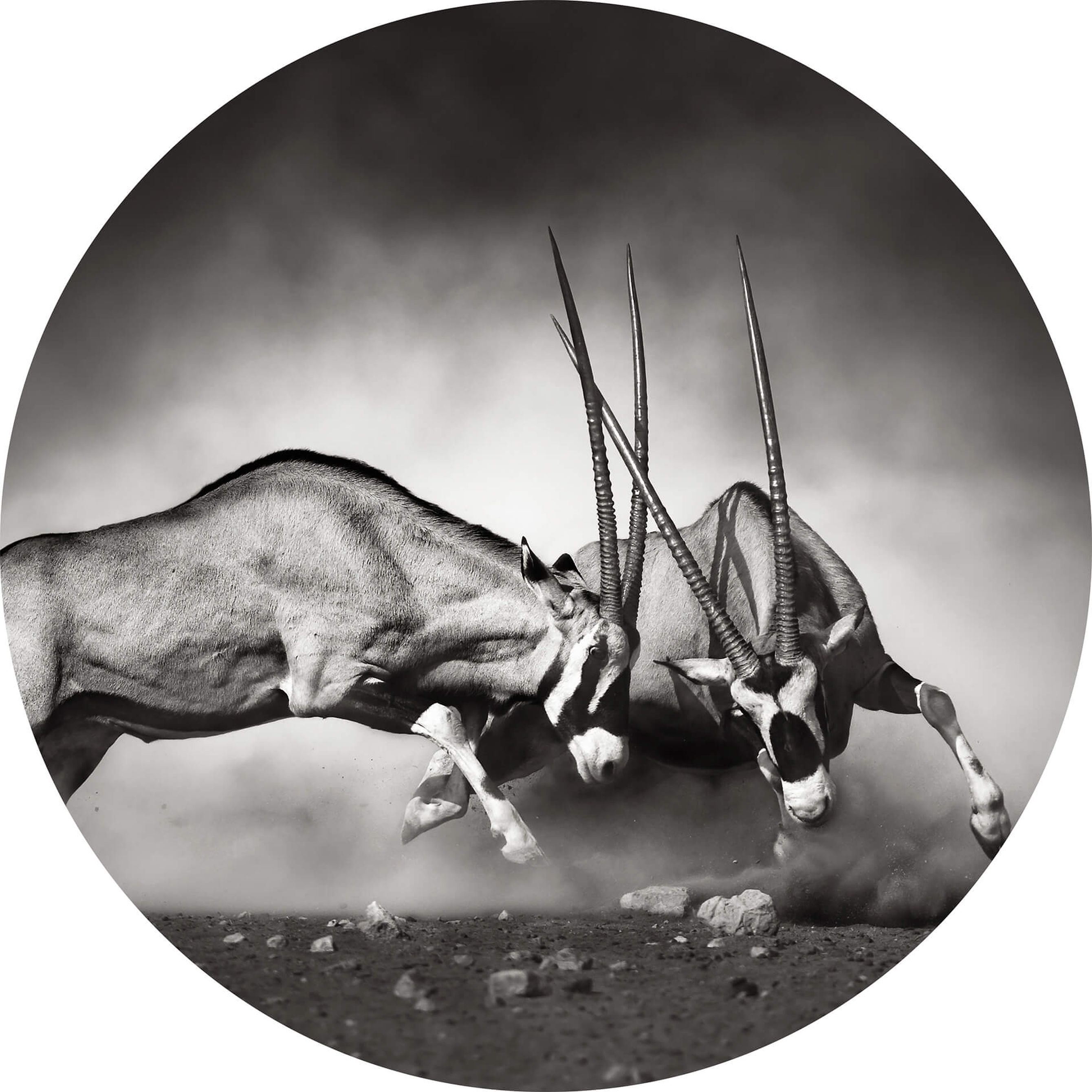 A.S. Creation | Designwalls 2.0 | DD119201 | Fototapete | Vlies | 140 x 140 cm | Tiere | Grau