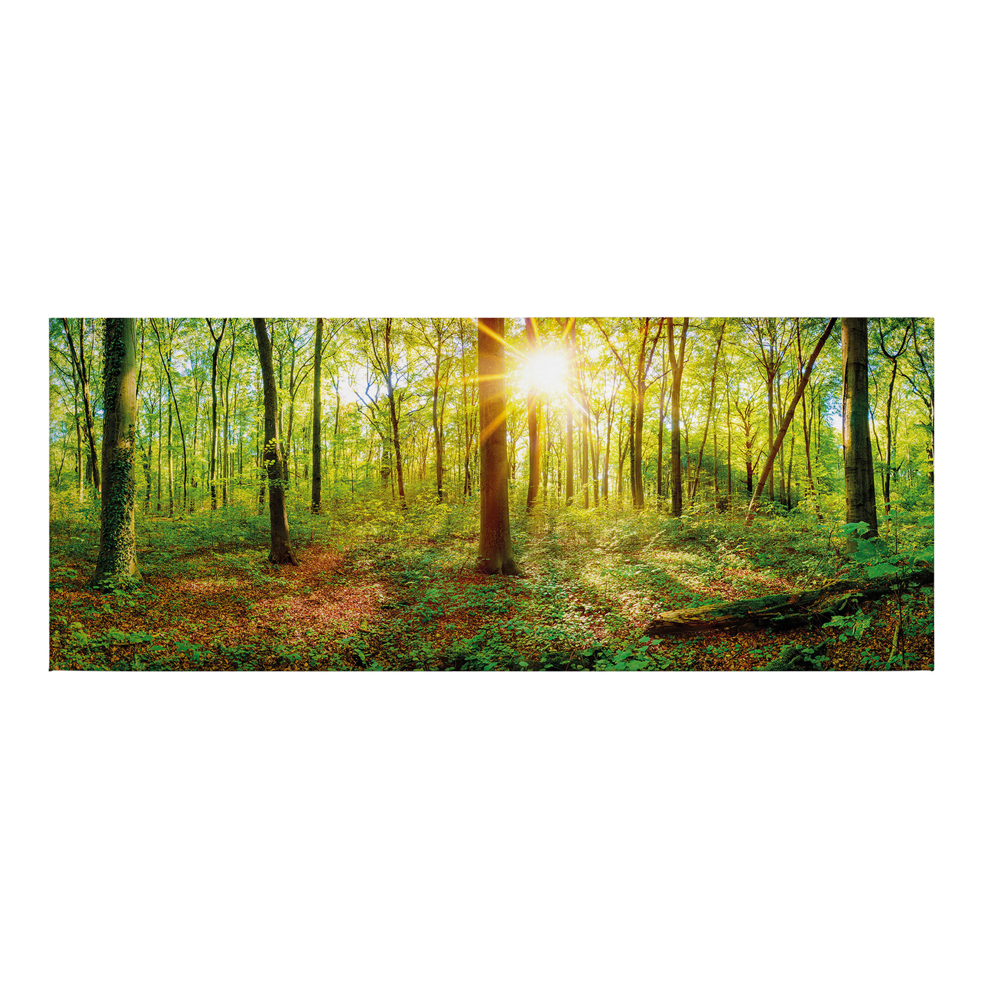 Tadessi Leinwandbild Laubwald - 40 x 100 cm - M1-No.50445 - Keilrahmen in Grün Braun
