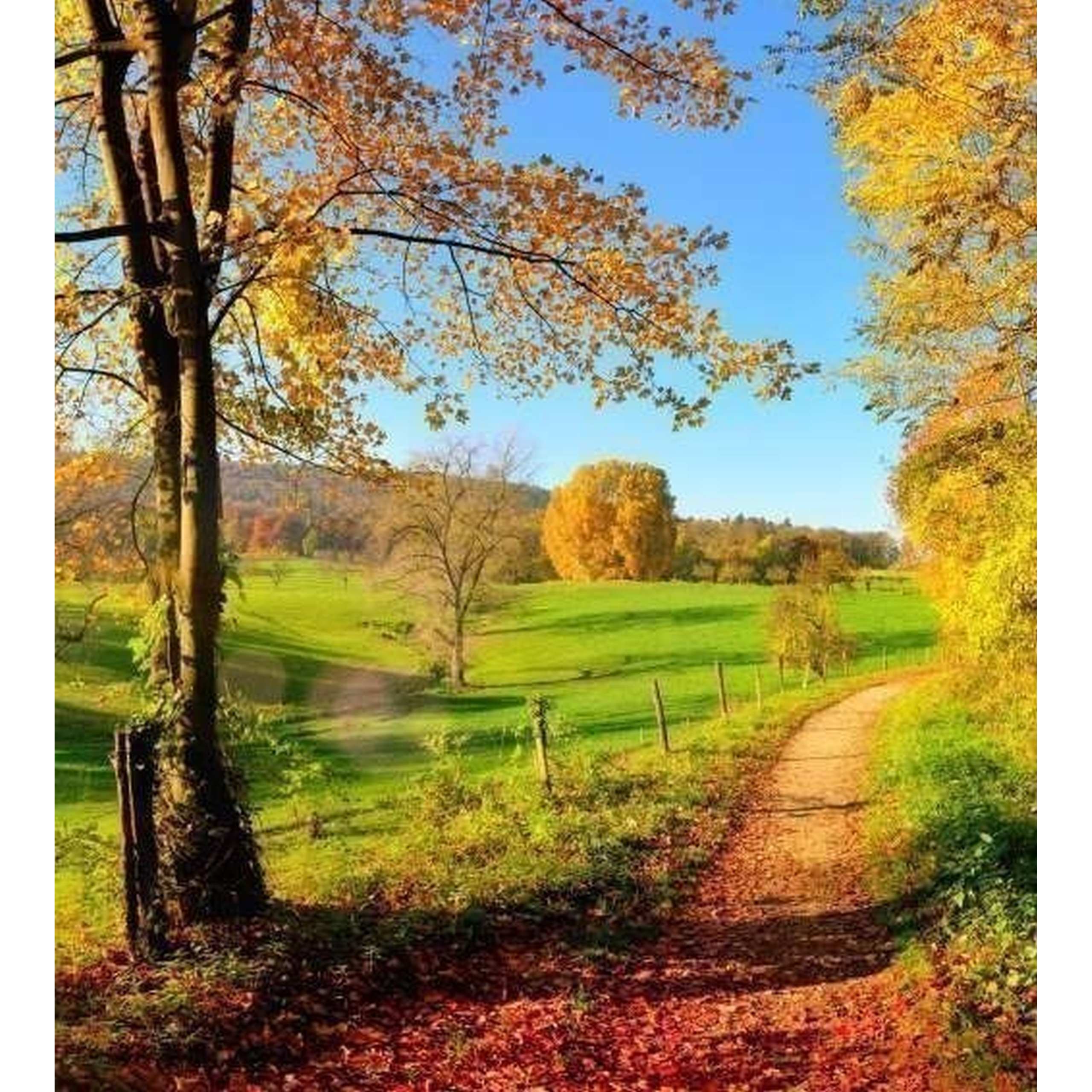 Dimex | Dimex Line | MS-2-0066  | Fototapete | Vlies | Versch. Größen | Wald & Pflanzen | Grün