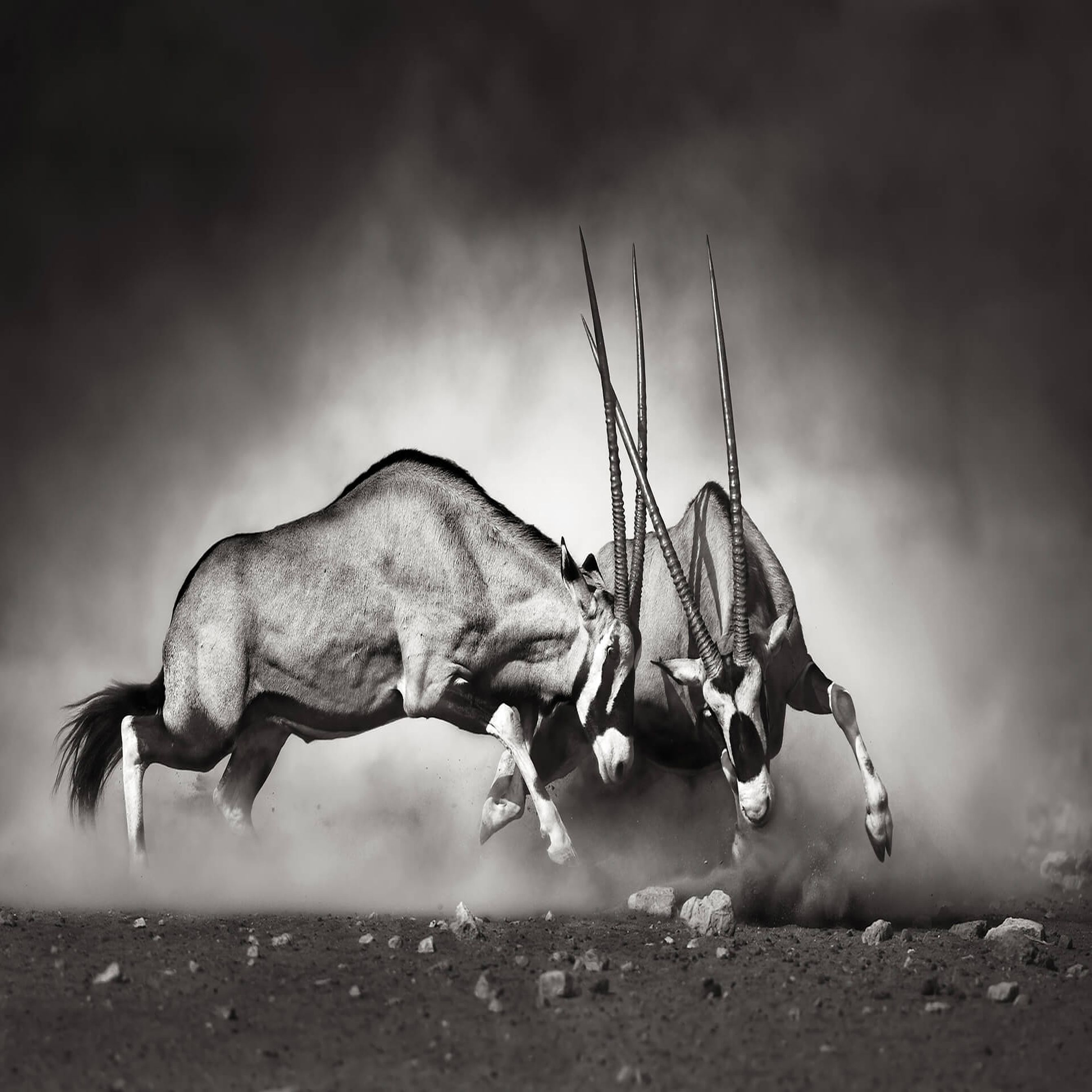 A.S. Creation Designwalls 2.0 DD119046 Fotomural Tejido no tejido 384 x 260 cm Animales Gris