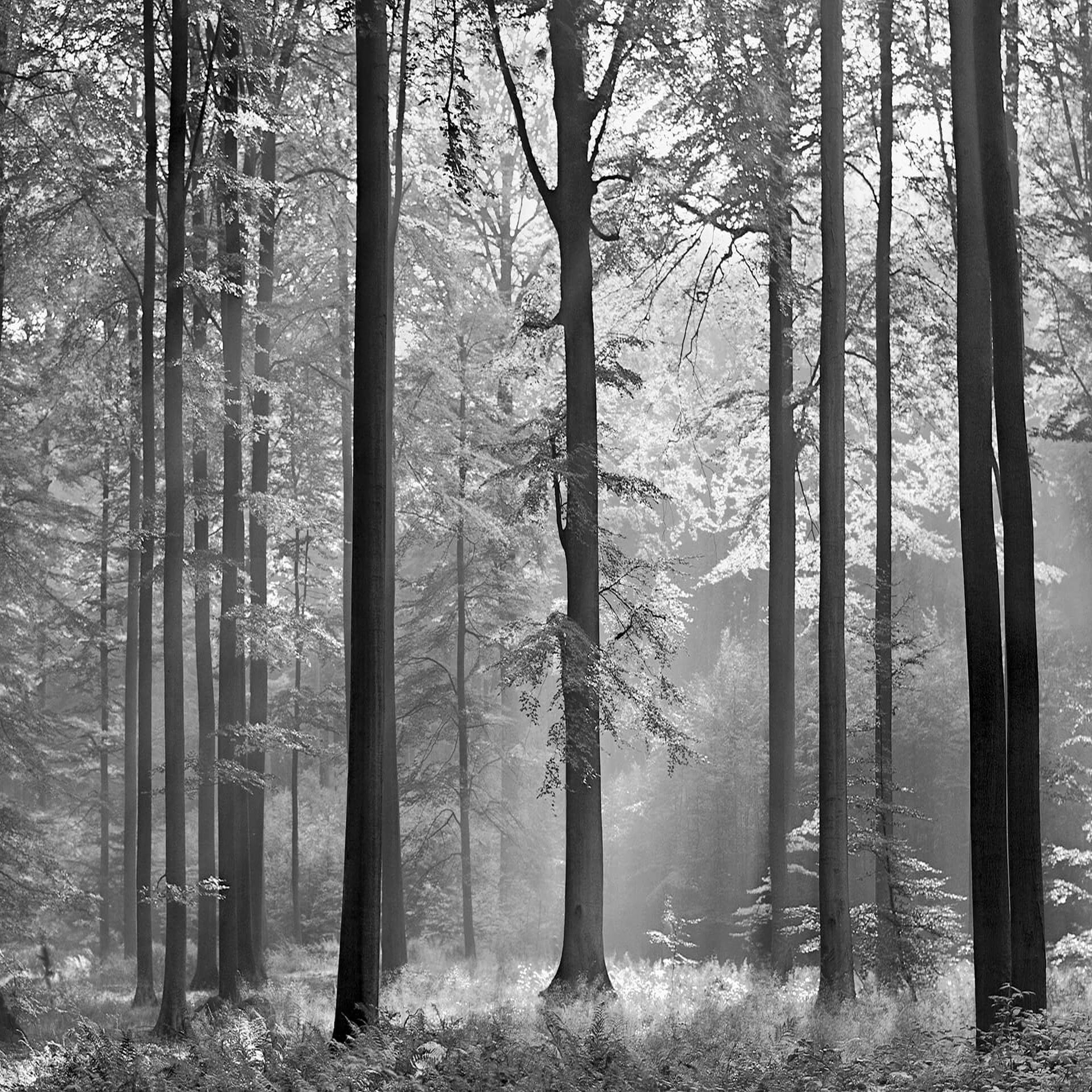 A.S. Creation Designwalls 2.0 DD118984 Fotomural Tejido no tejido 384 x 260 cm Bosque y plantas