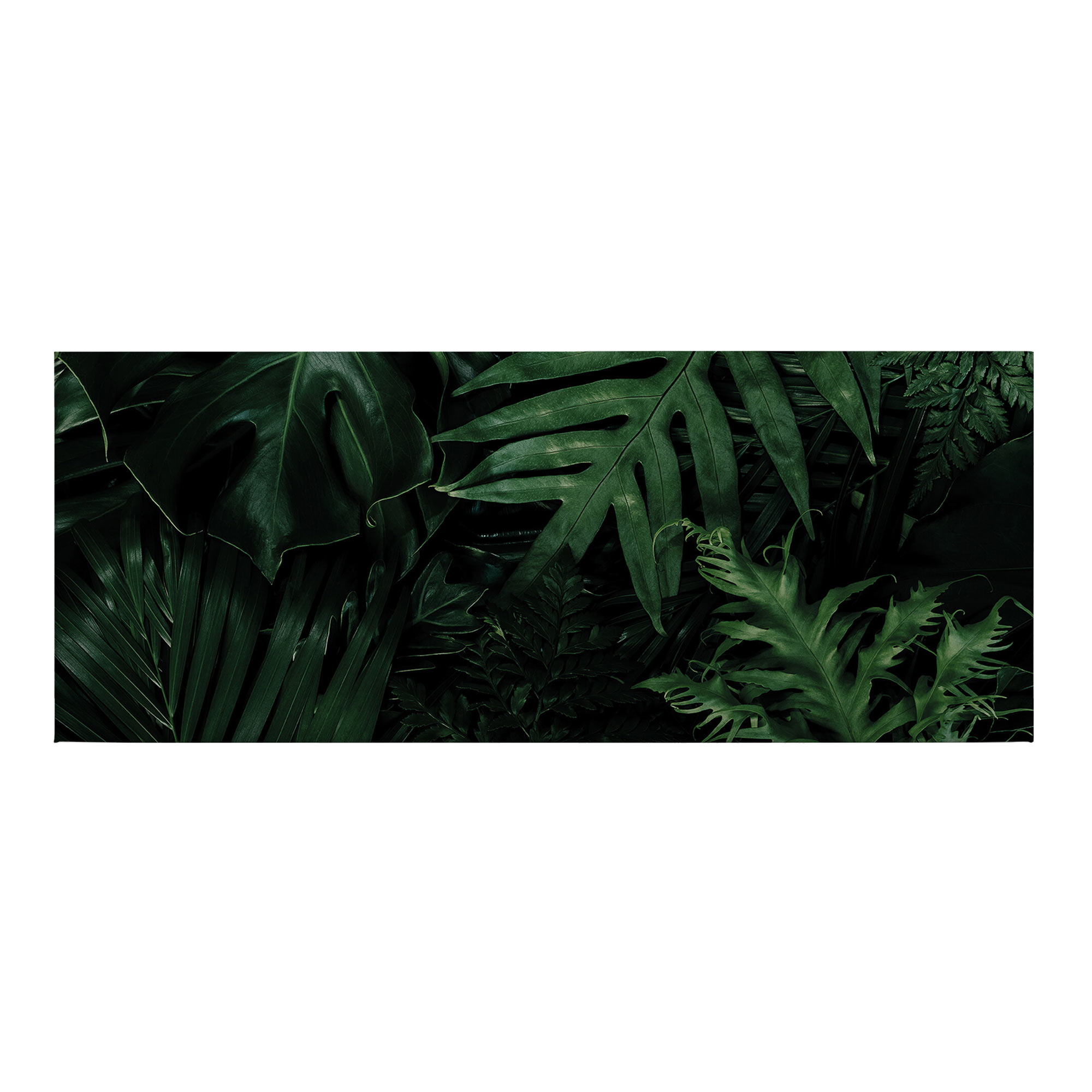 Tadessi Leinwandbild Pflanzen - 40 x 100 cm - M1-No.50467 - Keilrahmen in Grün Schwarz