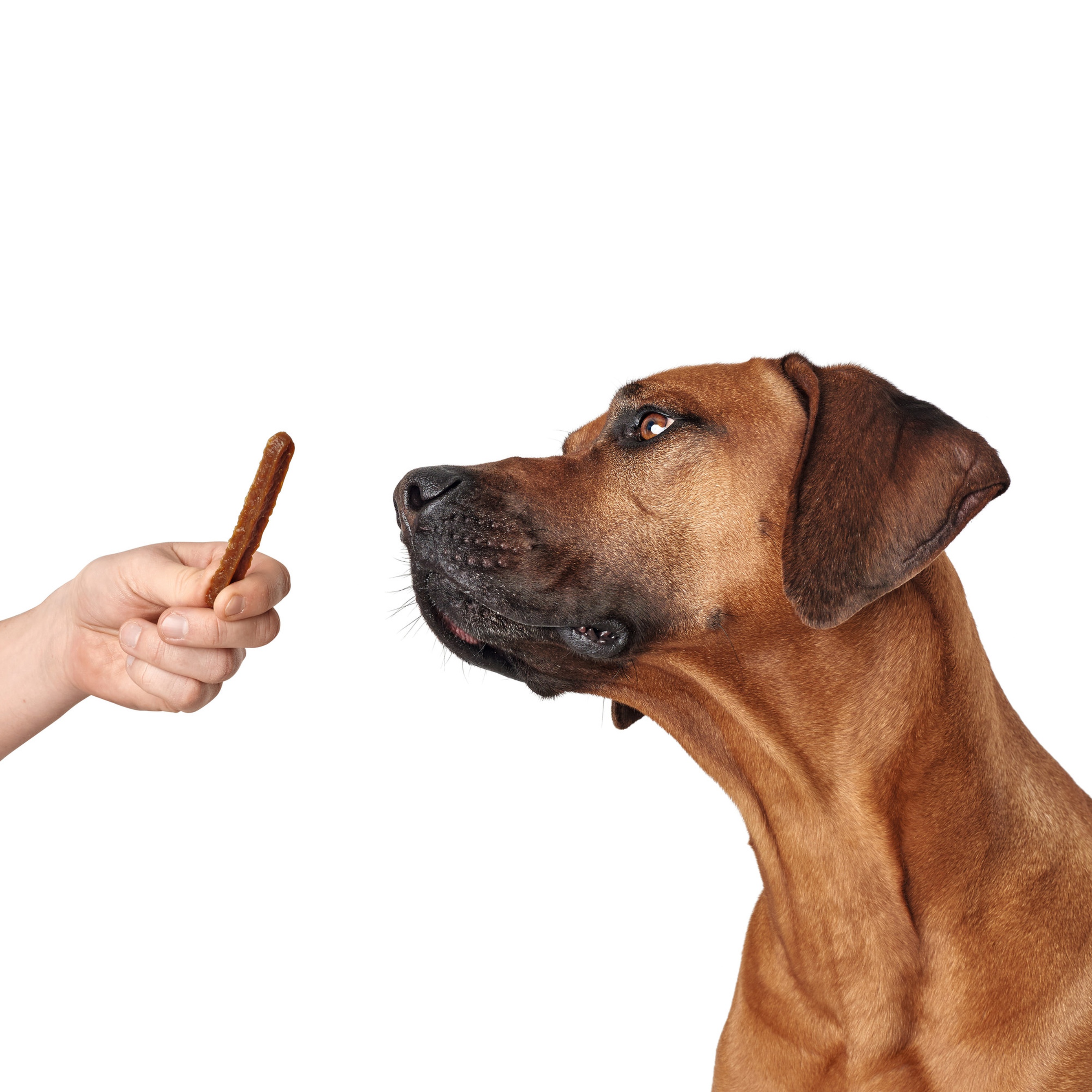 Hunter | Real Sticks | Hundesnack | Braun | 80 g | Futter | Lecker | Belohnung