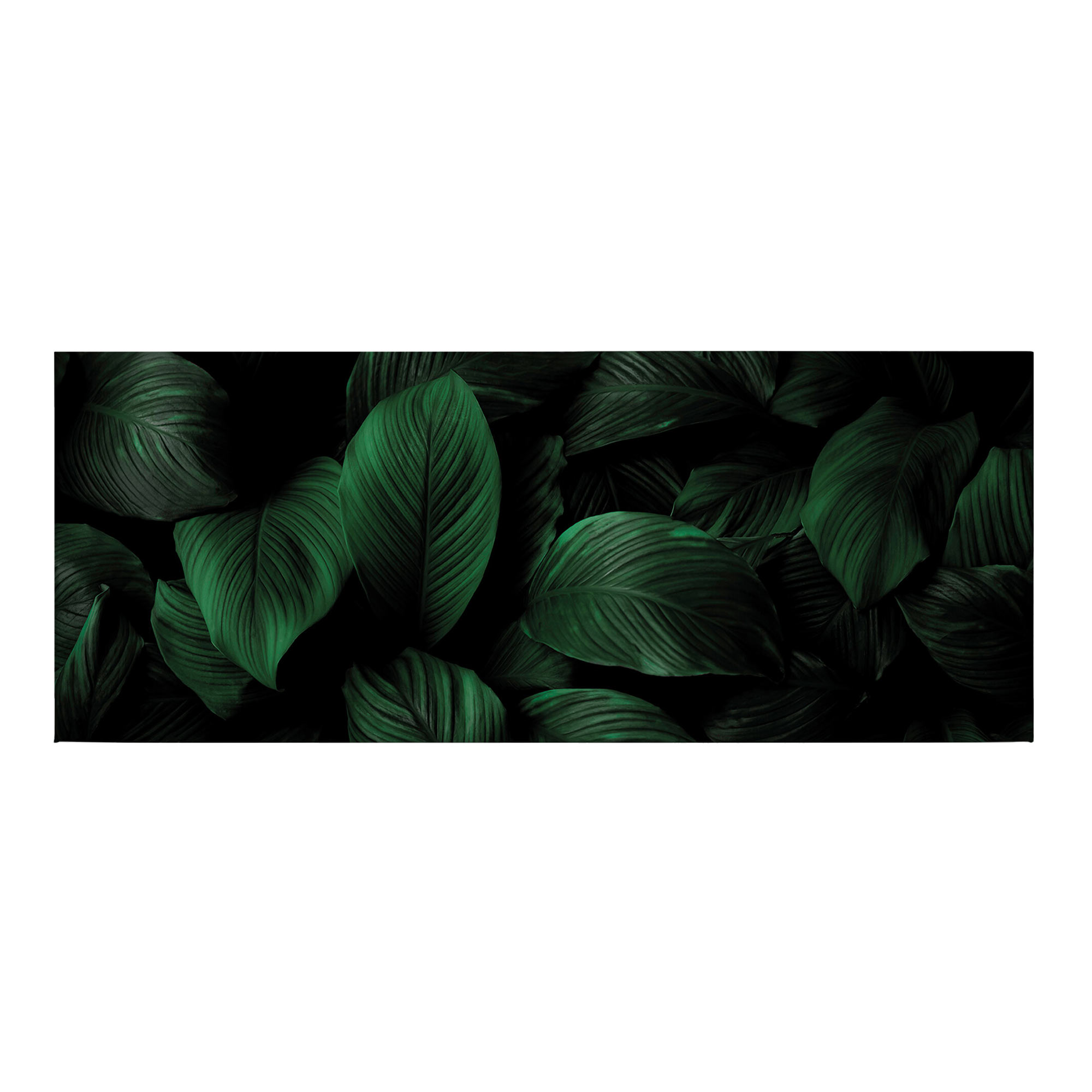 Tadessi Leinwandbild Pflanzen - 40 x 100 cm - M1-No.50466 - Keilrahmen in Grün Schwarz