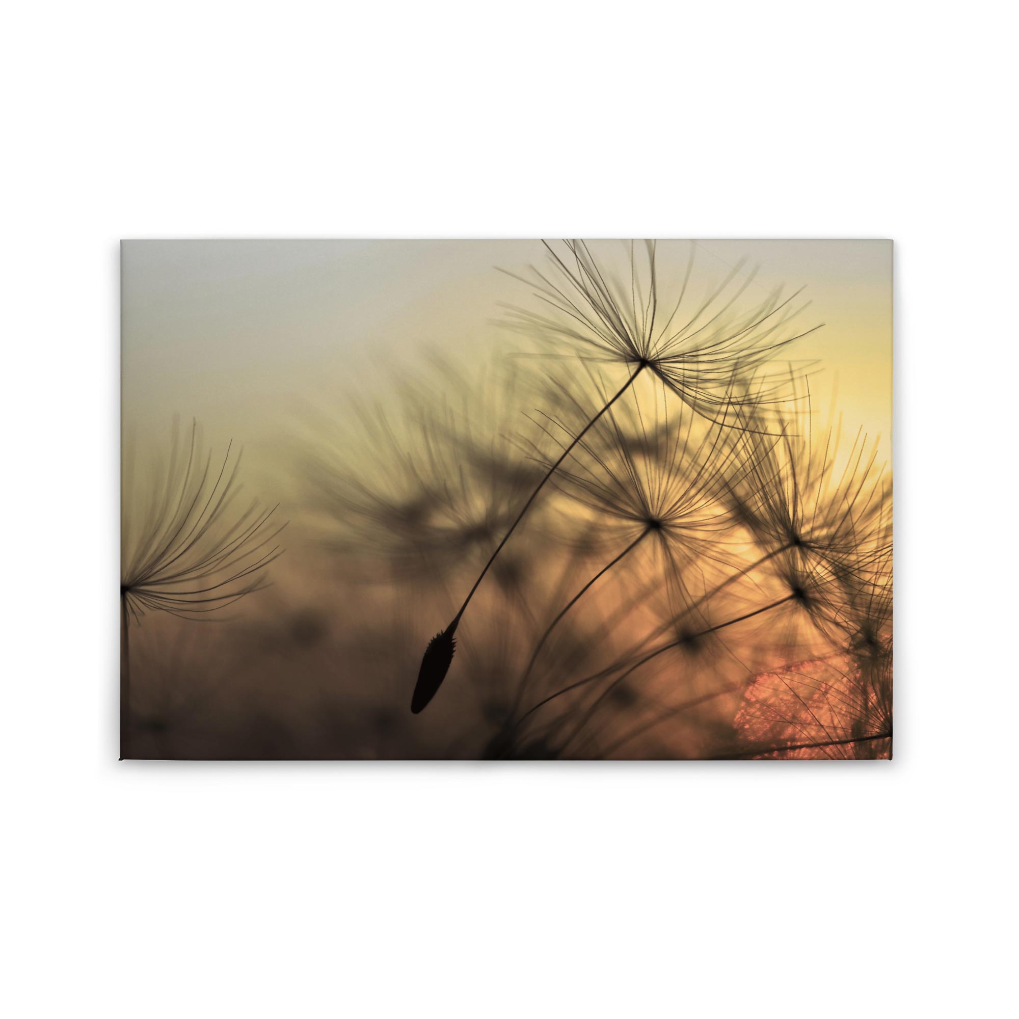 Tadessi Leinwandbild Pusteblume - 60 x 90 cm - M1-No.50032 - Keilrahmen in Orange Gelb