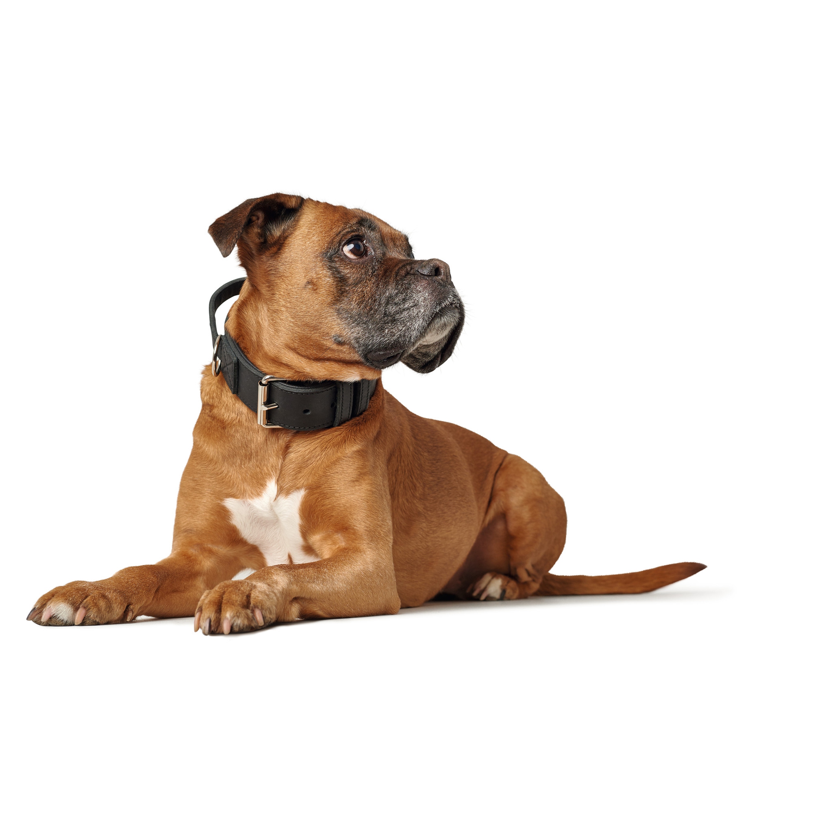 Hunter | Larvik | Trainingshalsband mit Griff | Rindsleder | Schwarz | Komfort | Pflegeleicht