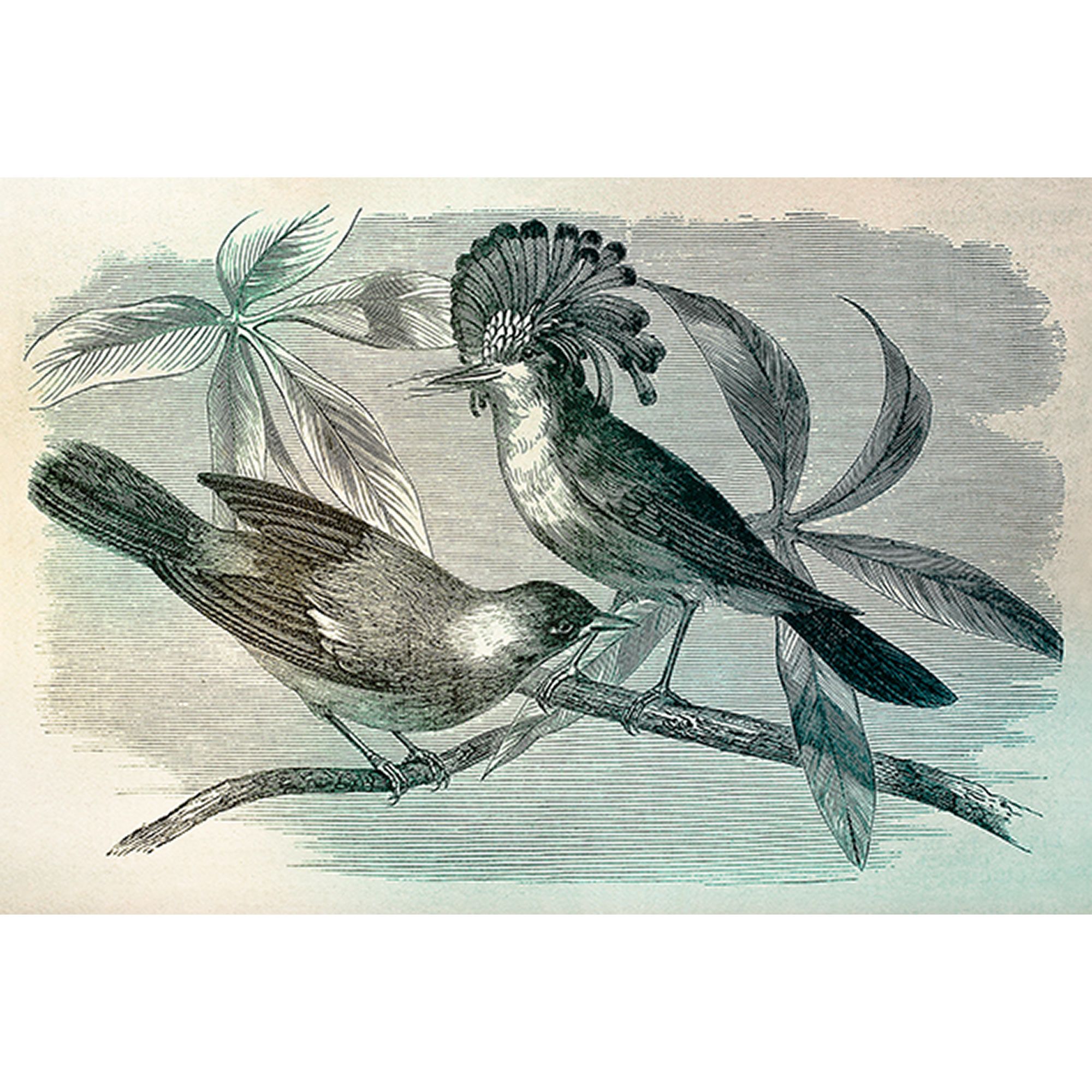 Tadessi Fototapete Vögel M1-No.60709 Digitaldruck Tapete Weiß Schwarz