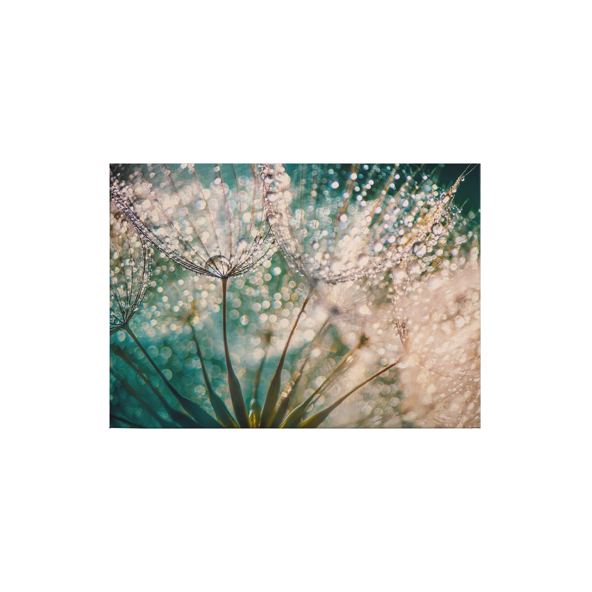 Tadessi Leinwandbild Natur - 50 x 70 cm - M1-No.50282 - Keilrahmen in Weiß Rosa
