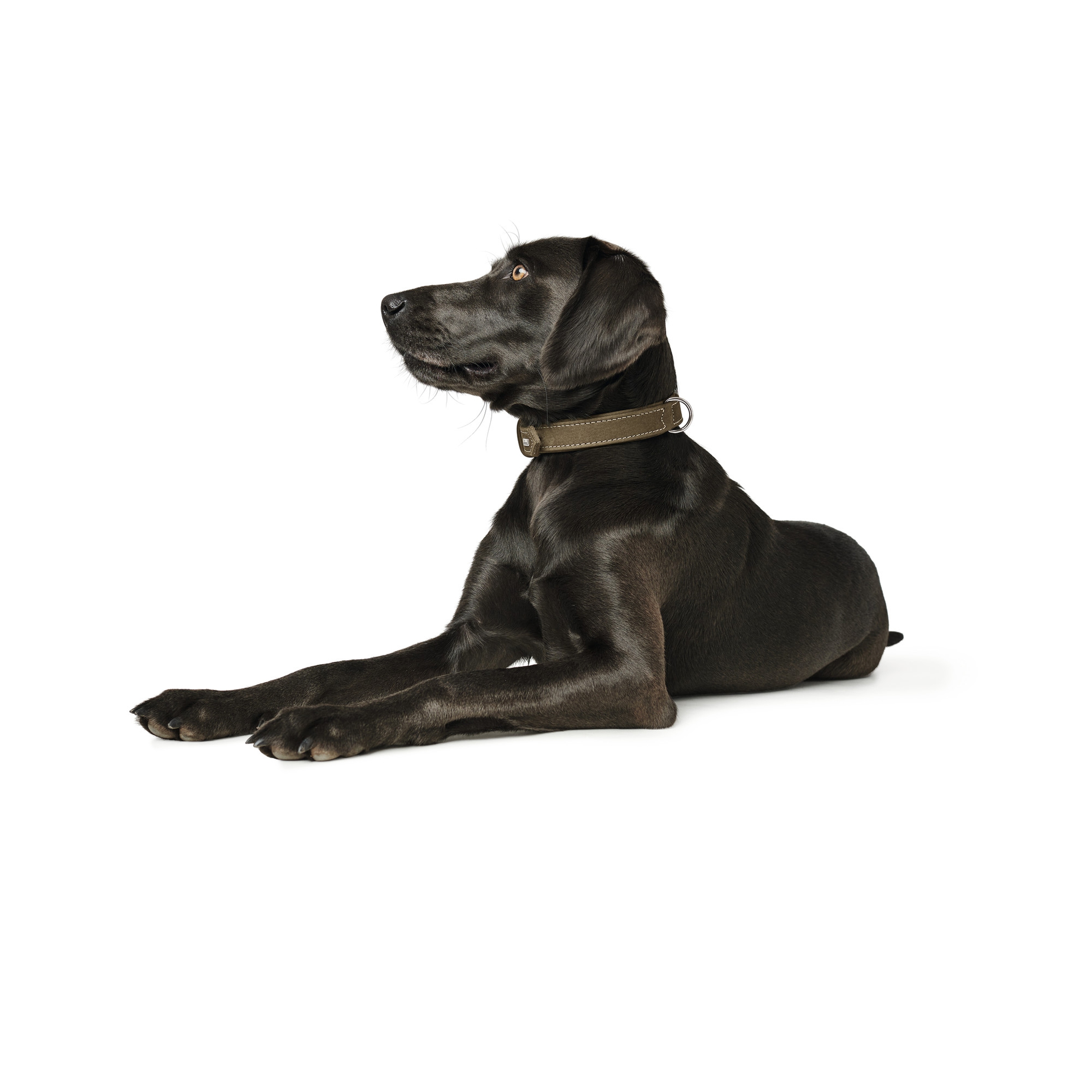 Hunter | Hunting | Halsband | Rindsleder | Komfort | Robust | Pflegeleicht