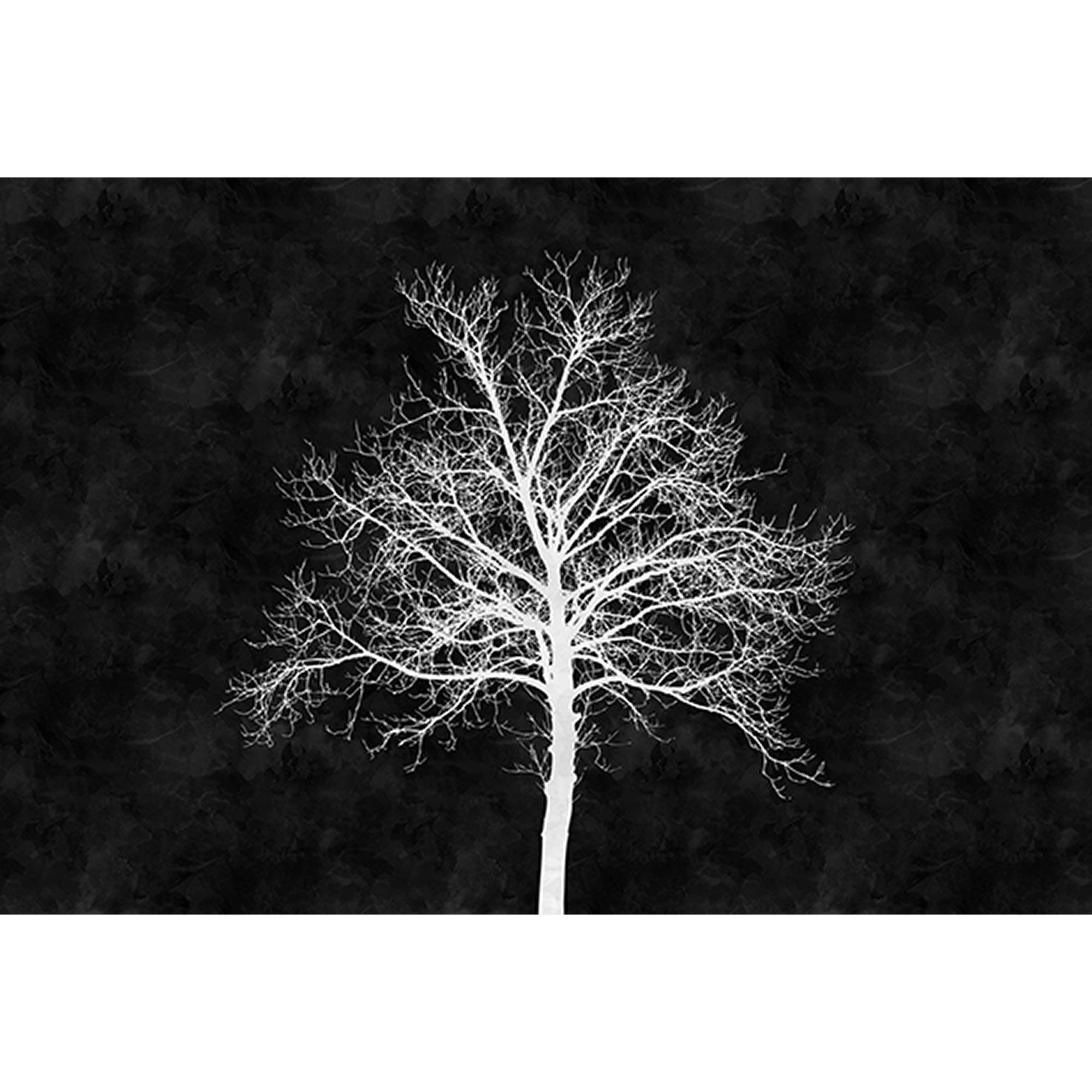 Tadessi Fototapete Wald M1-No.60518 Digitaldruck Tapete Weiß Schwarz - Baum