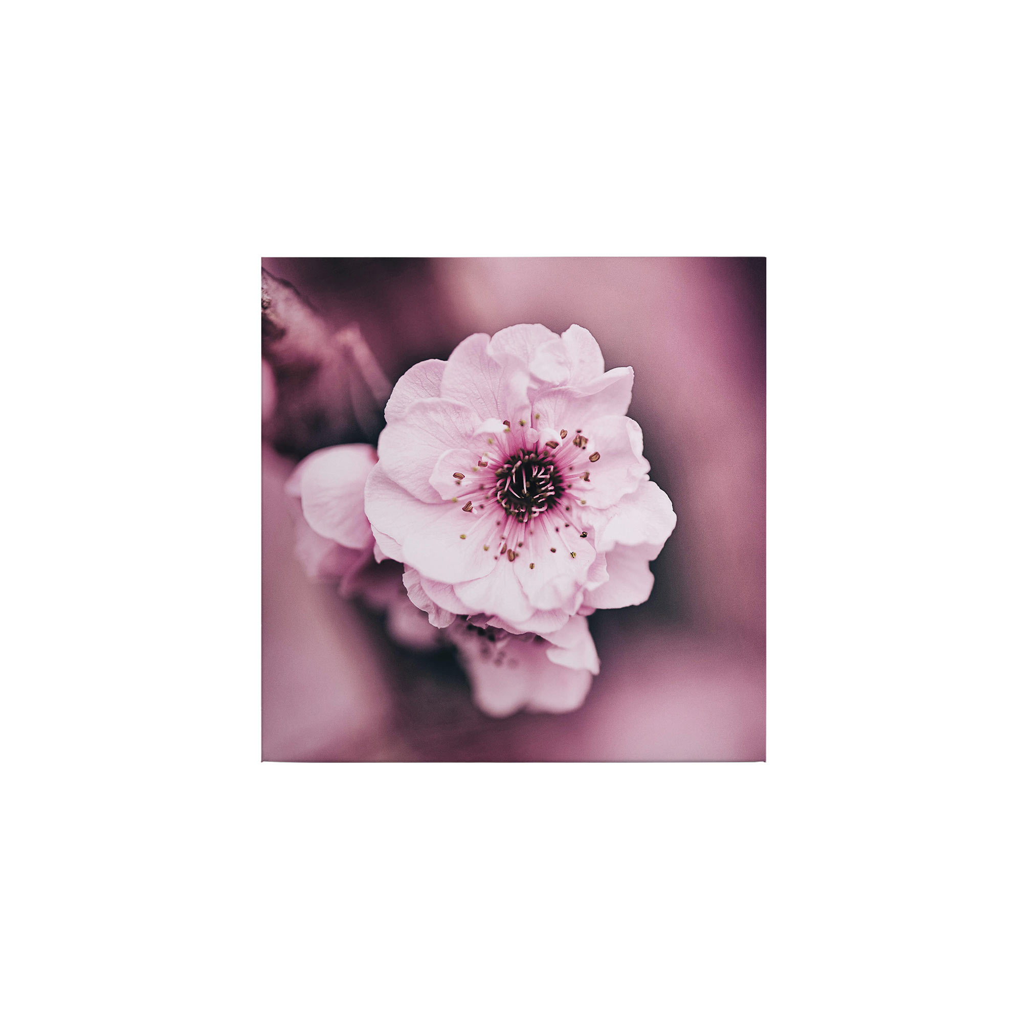 Tadessi Leinwandbild Natur - 50 x 50 cm - M1-No.50499 - Keilrahmen in Rosa